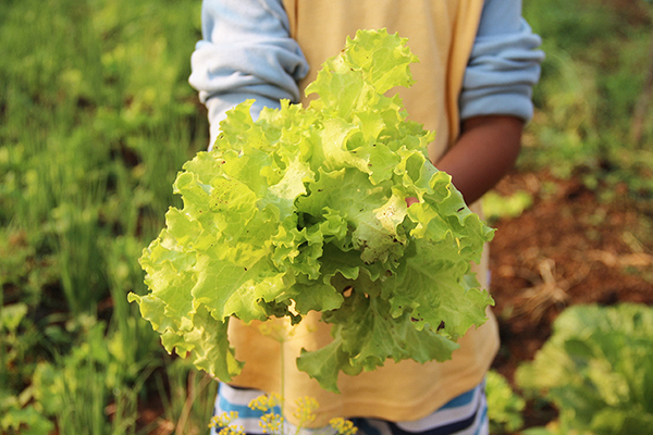 A kid holding a head of lettuce freshly removed from the ground